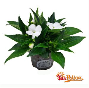 Bild von Impatiens Sun Patiens P13 White